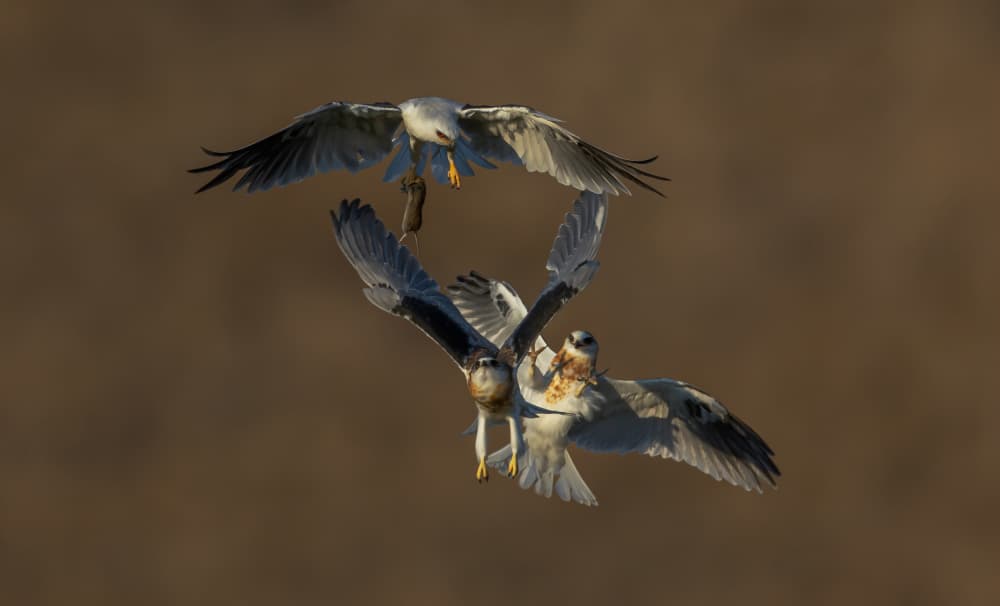 Raptors in Action by Johnson Huang — canvas wall art