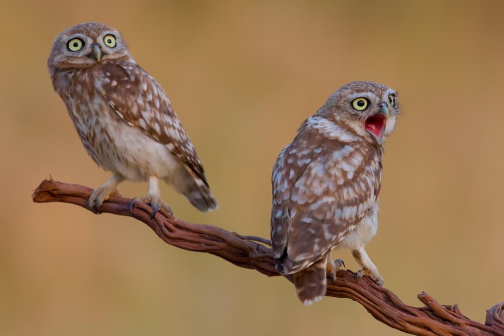Two Expressive Owls by David Manusevich — canvas wall art