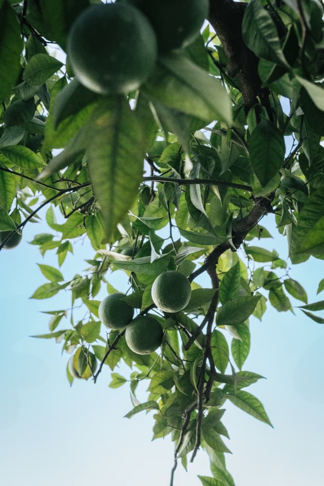 Green Fruit Tree by Aimee Giles — canvas wall art