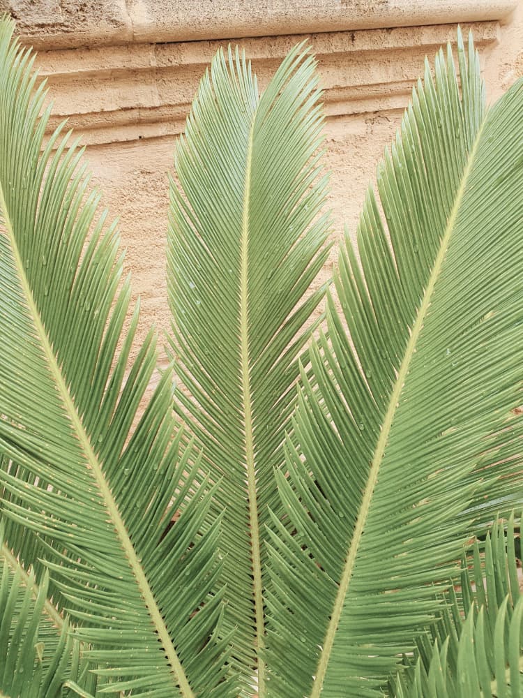 Tropical Green Leaves by Ohkimiko — canvas wall art
