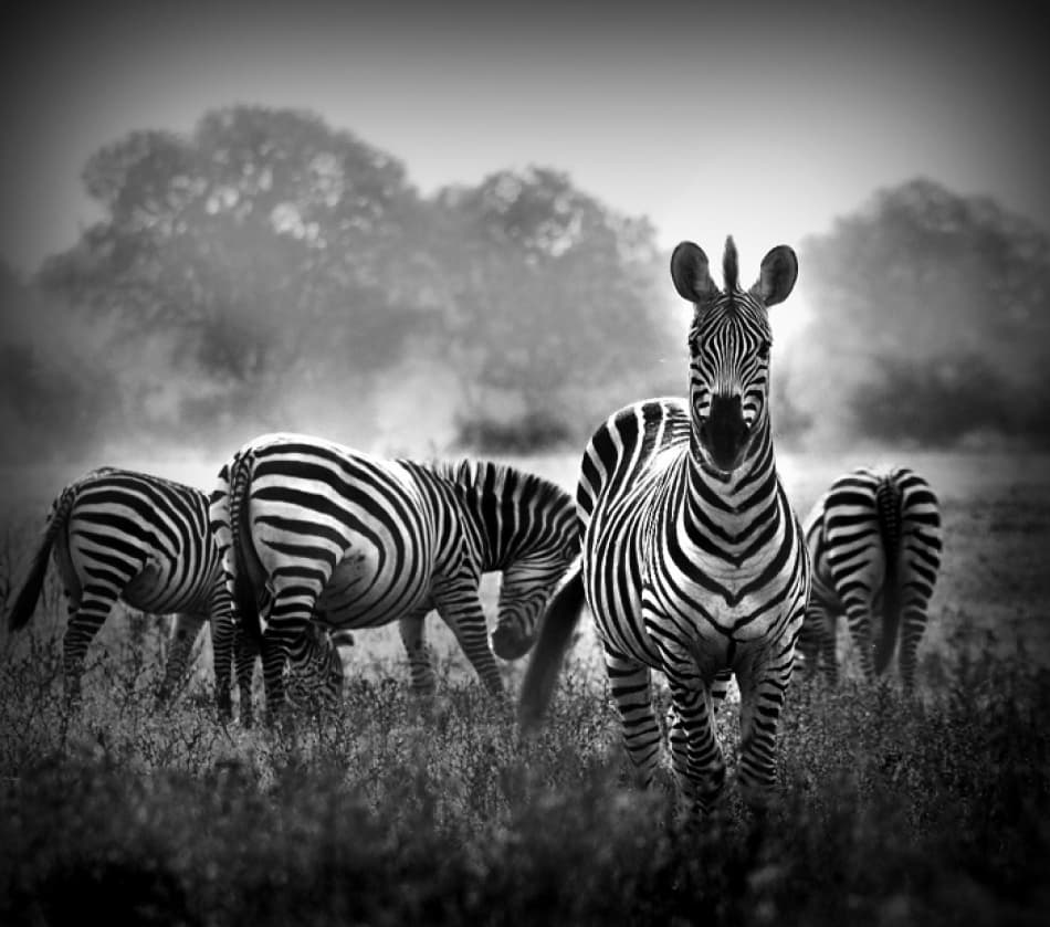 African Zebra Stare by WildPhotoArt — canvas wall art