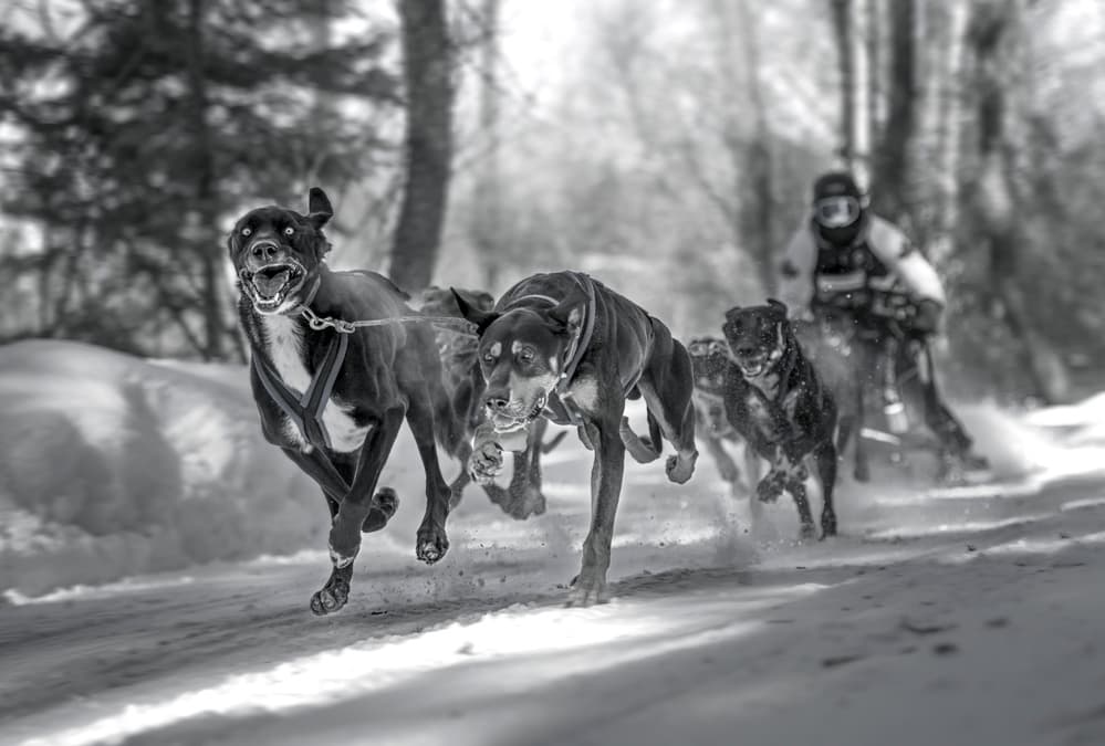 Sled Dogs Racing by Larry Deng APA — canvas wall art