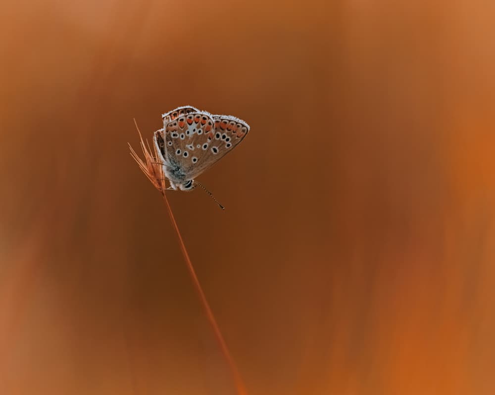 Tranquil Butterfly Perched by Stuart Williams — canvas wall art