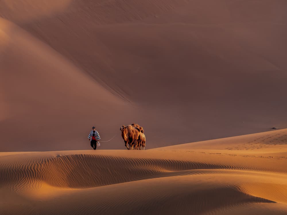 Golden Desert Camel Journey by Cai ning — canvas wall art