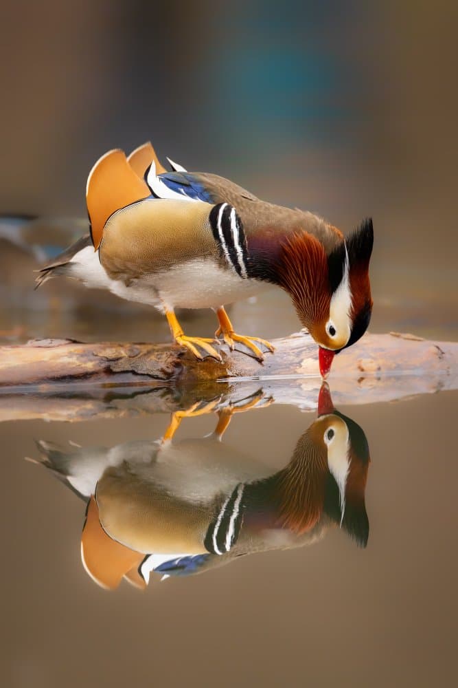 Mandarin Duck Reflection by Siyu_Wei APA — canvas wall art