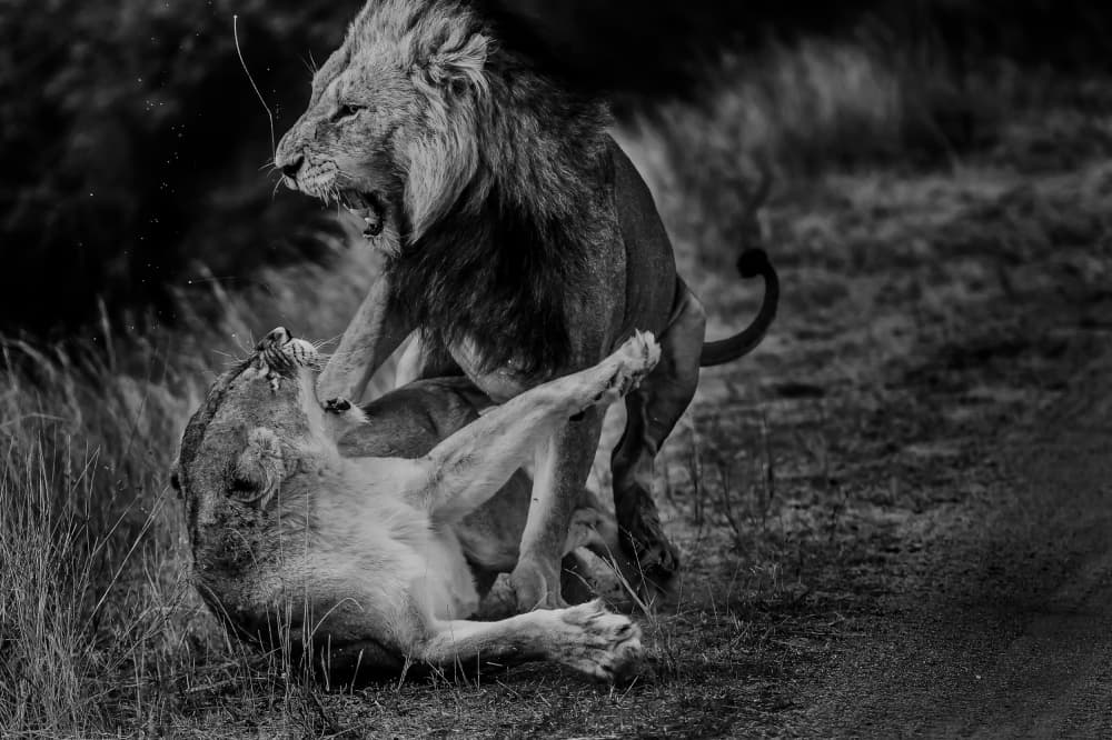 Roaring African Lions by Mohammed Alnaser — canvas wall art