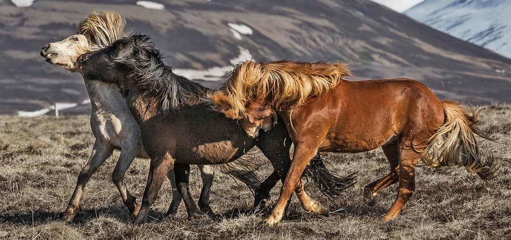 Wild Horses Play by Bragi Ingibergsson - BRIN — canvas wall art