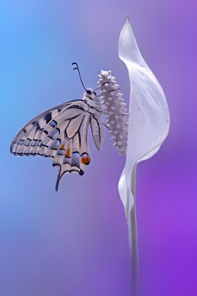 Butterfly on Peace Lily by Fabrizio Daminelli — canvas wall art