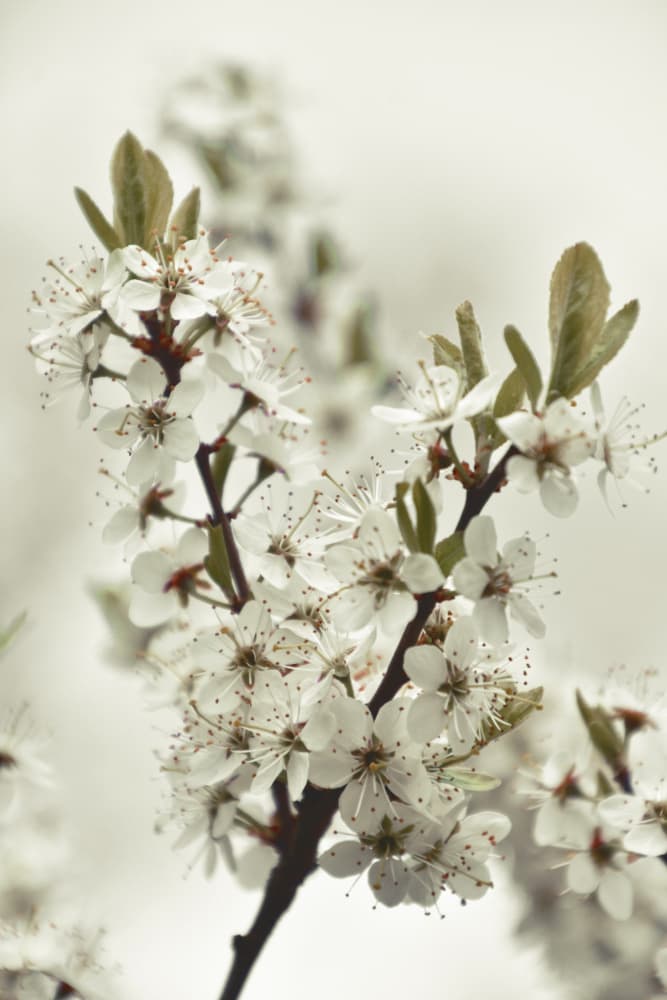 White Spring Blossoms by Christina Sillen — canvas wall art