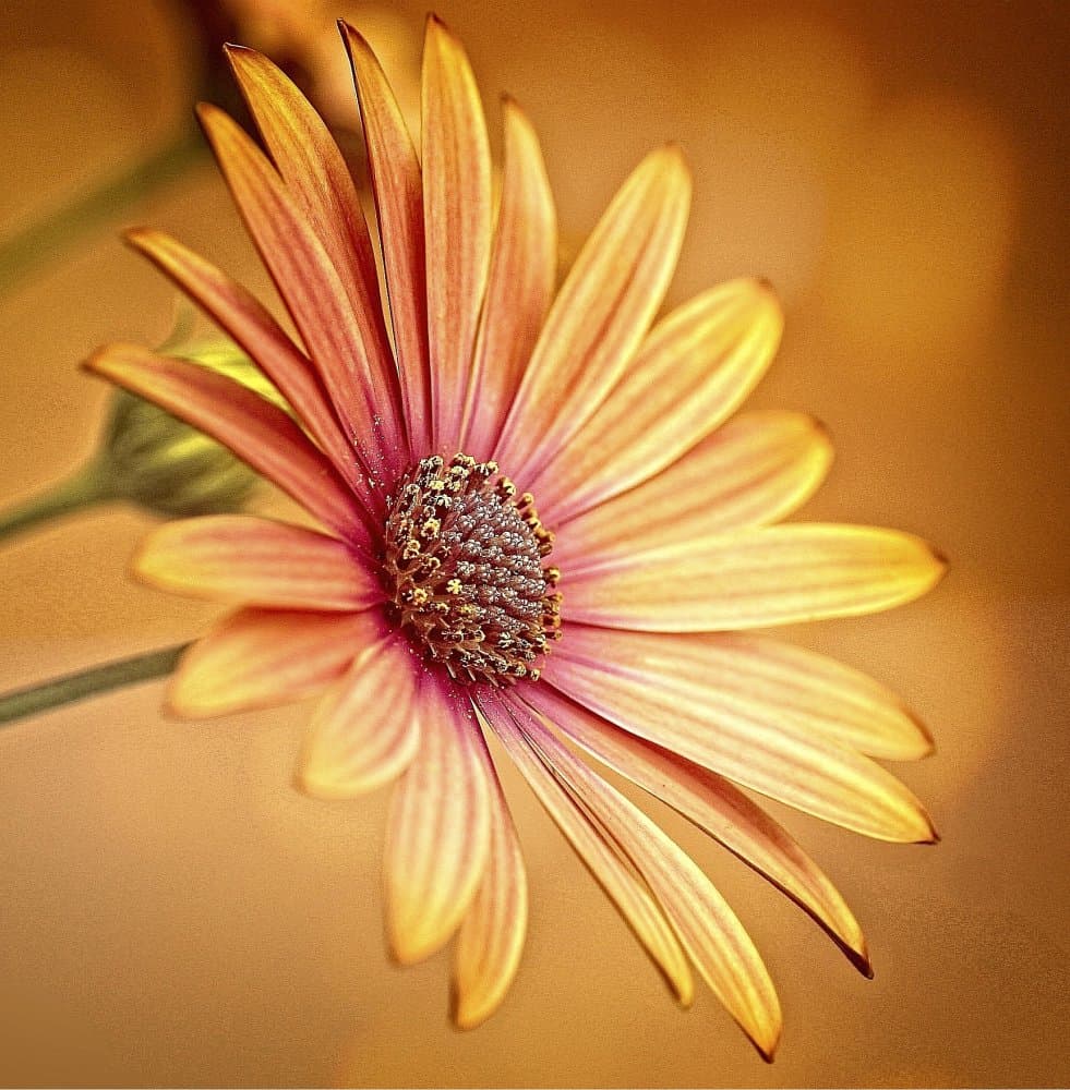 Golden Daisy Bloom by Anna Cseresnjes — canvas wall art