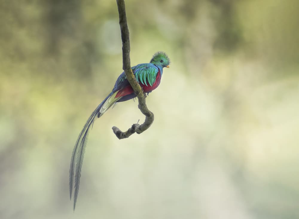 Majestic Quetzal Bird by Larry Deng APA — canvas wall art