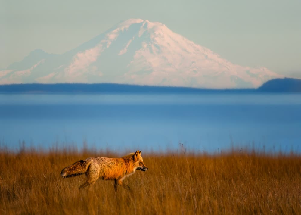 Red Fox Mountain Run by Hanping Xiao — canvas wall art