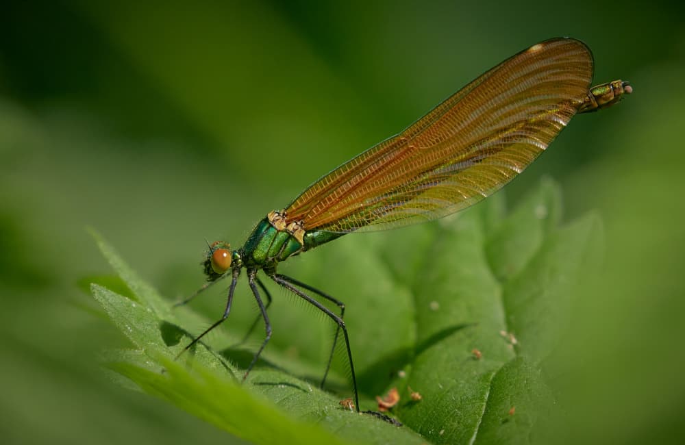 Vibrant Green Damselfly by Stuart Williams — canvas wall art