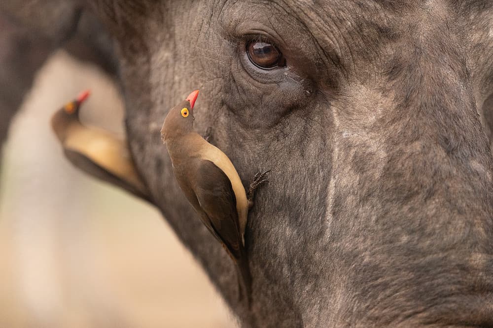 Oxpecker on Buffalo by Joan Gil Raga — canvas wall art