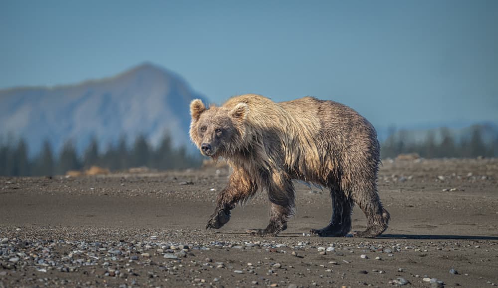 Grizzly Bear Walking by Jeffrey C. Sink — canvas wall art