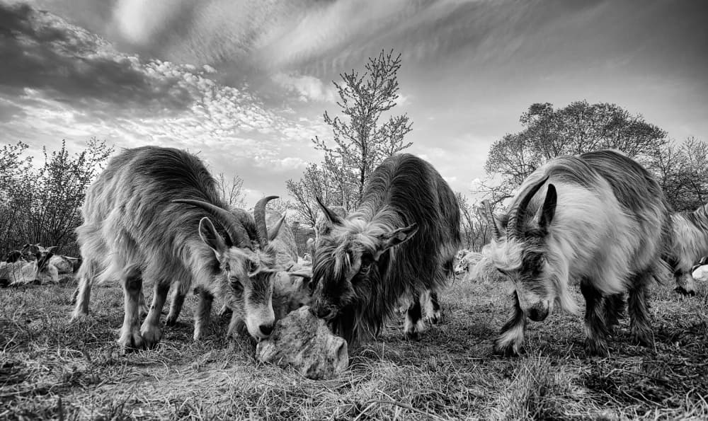 Curious Wild Goats by mihai ian nedelcu — canvas wall art