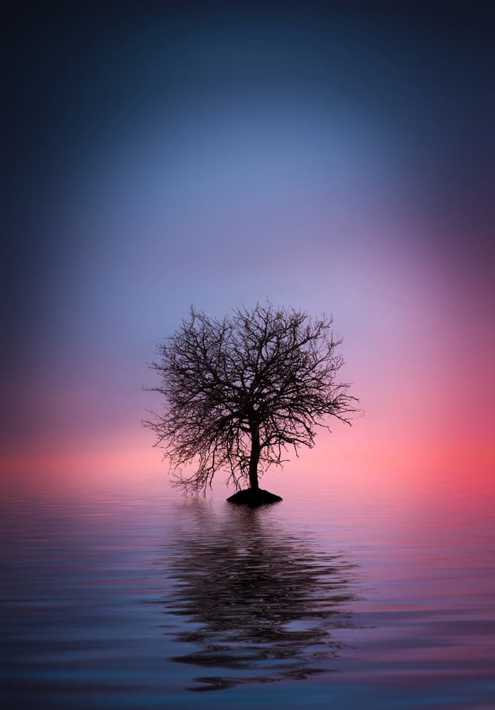 Vibrant Sunset Tree by Bess Hamiti — canvas wall art