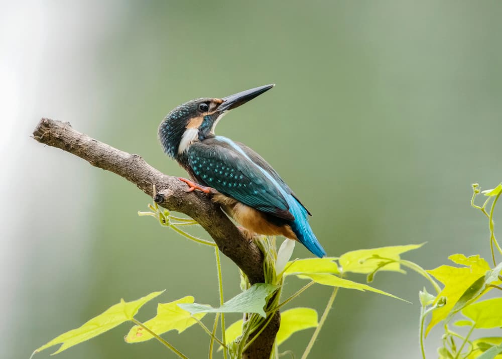Vibrant Kingfisher Perched by Annie Poreider — canvas wall art