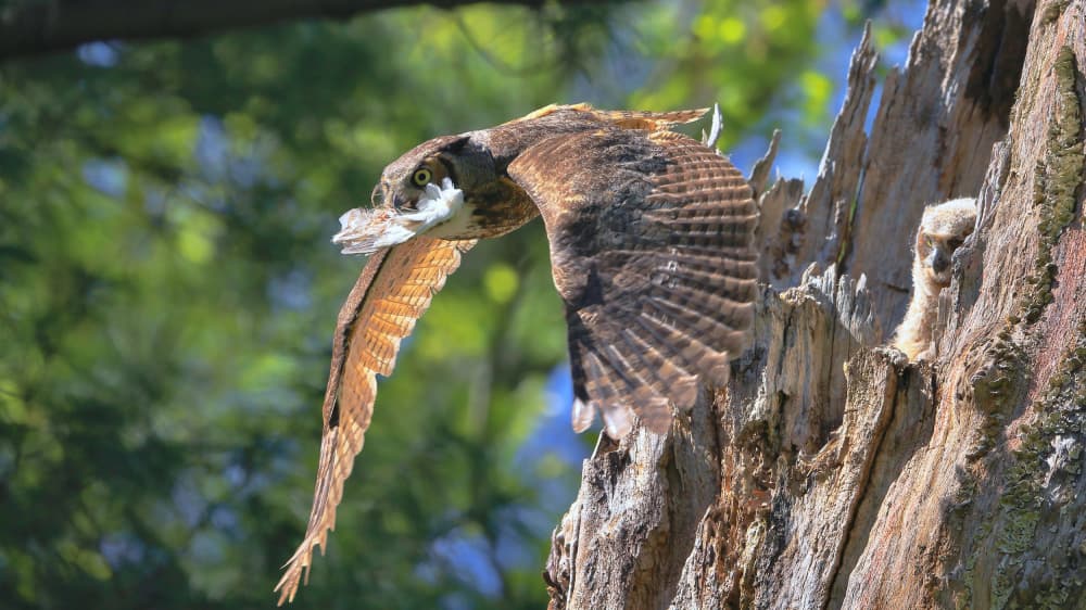 Owl Family Flight by Gavin Lam — canvas wall art