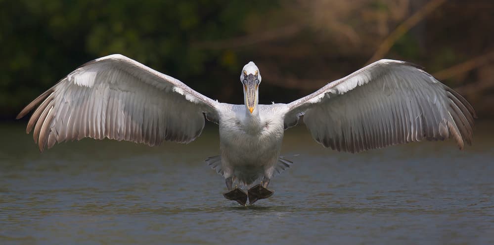 Pelican Wings Spread by C.S. Tjandra — canvas wall art