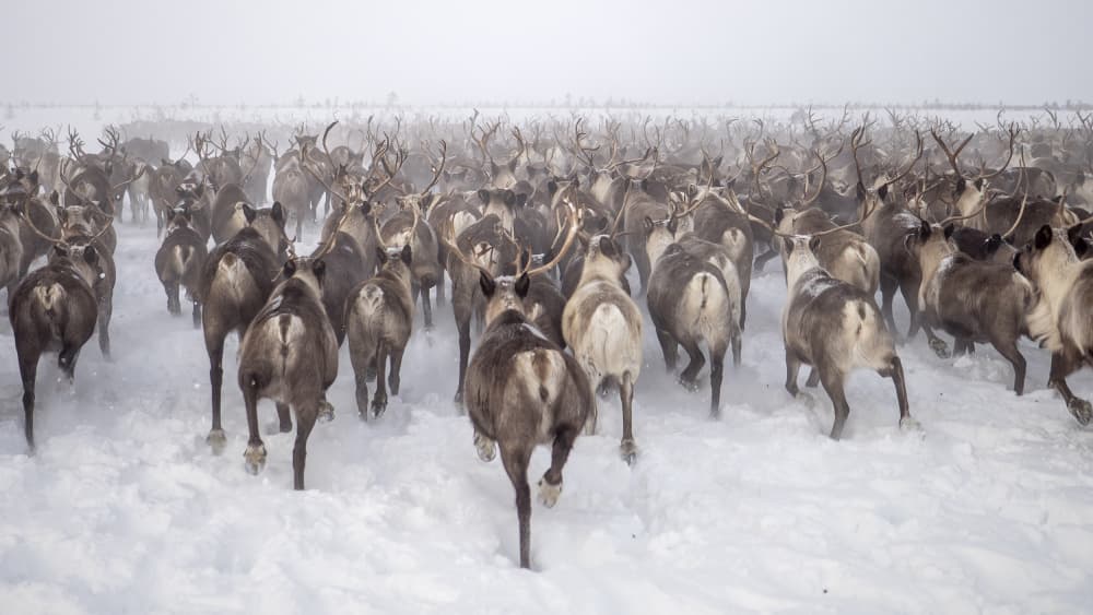 Running Reindeer Herd by Marcel Rebro — canvas wall art