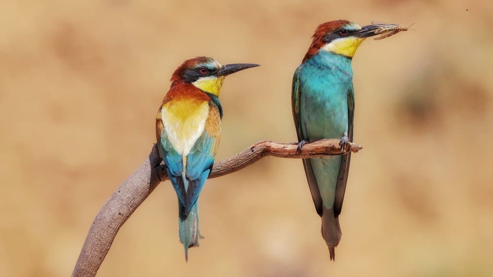 Colorful Bee-eaters Perched by David Manusevich — canvas wall art
