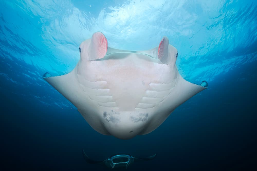 Manta Ray Gliding Underwater by Barathieu Gabriel — canvas wall art