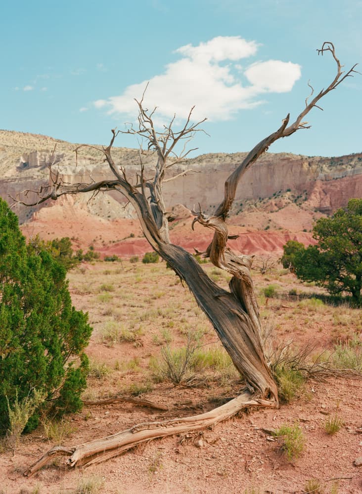 Lone Desert Tree by Bethany Young — canvas wall art