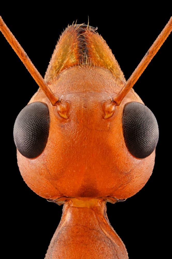 Striking Ant Close-Up by Edy Pamungkas — canvas wall art
