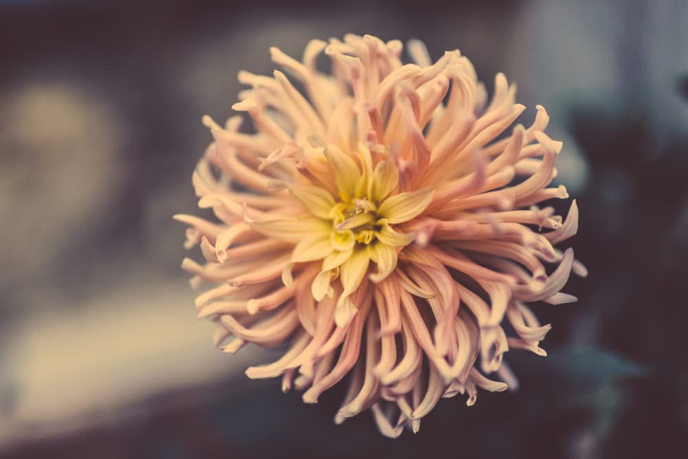 Delicate Peach Dahlia Bloom by Javier Pardina — canvas wall art