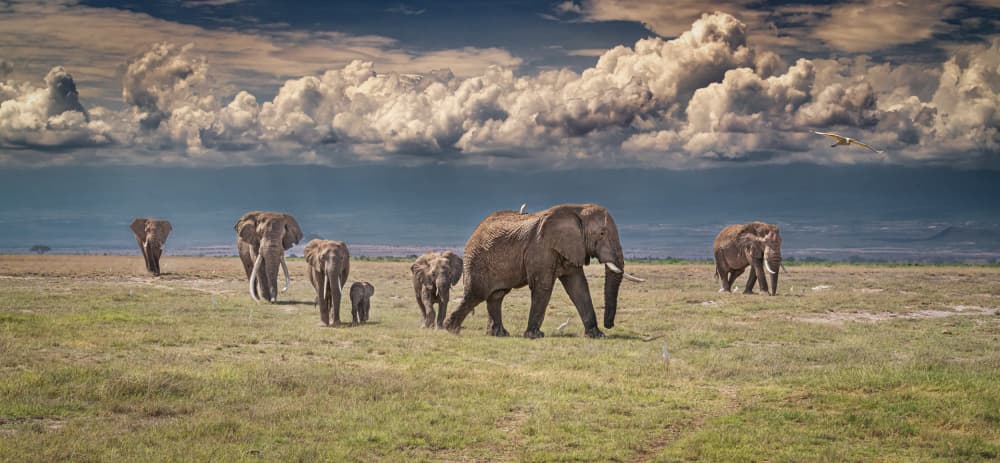 African Elephant Family by Jeffrey C. Sink — canvas wall art