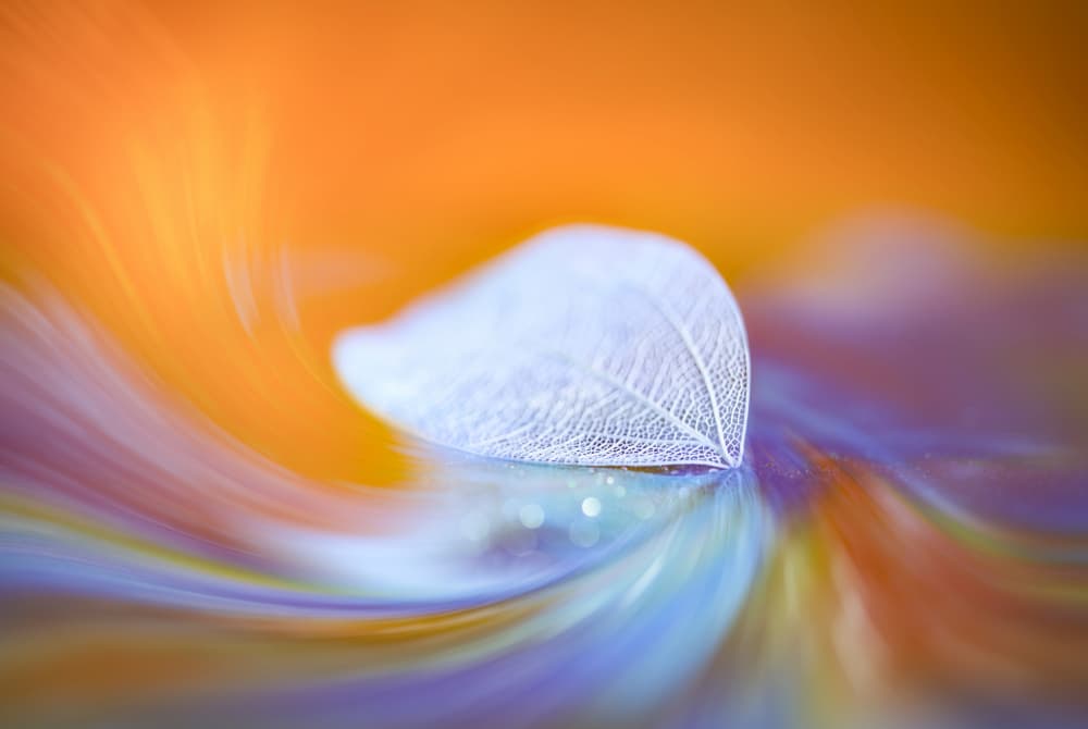Ethereal Skeleton Leaf by Judy Tseng — canvas wall art