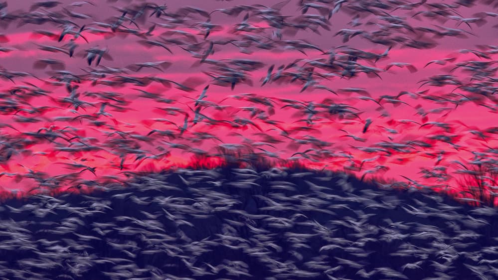 Migrating Snow Geese In Slow Motion by Purple Bamboo — canvas wall art