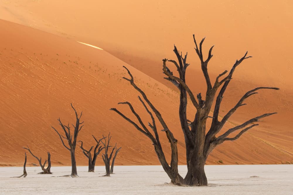 Ancient Trees Orange Dunes by Johan Enslin — canvas wall art