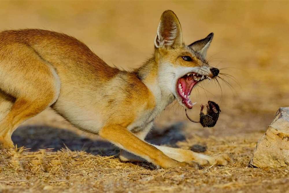 Intense Fox Hunt by David Manusevich — canvas wall art