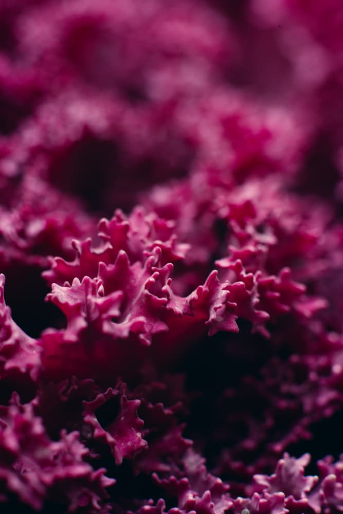 Vibrant Magenta Ruffles by Javier Pardina — canvas wall art