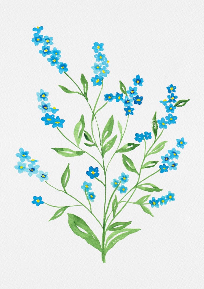 Delicate Forget Me Nots by Kata Botanical — canvas wall art