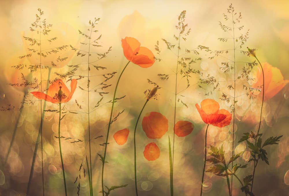 Golden Poppies Meadow by Hilda van der Lee — canvas wall art