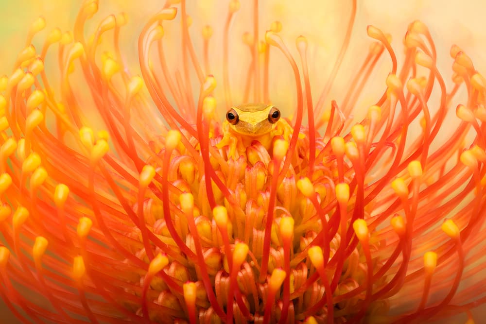 Curious Frog In Bloom by Linda D Lester — canvas wall art
