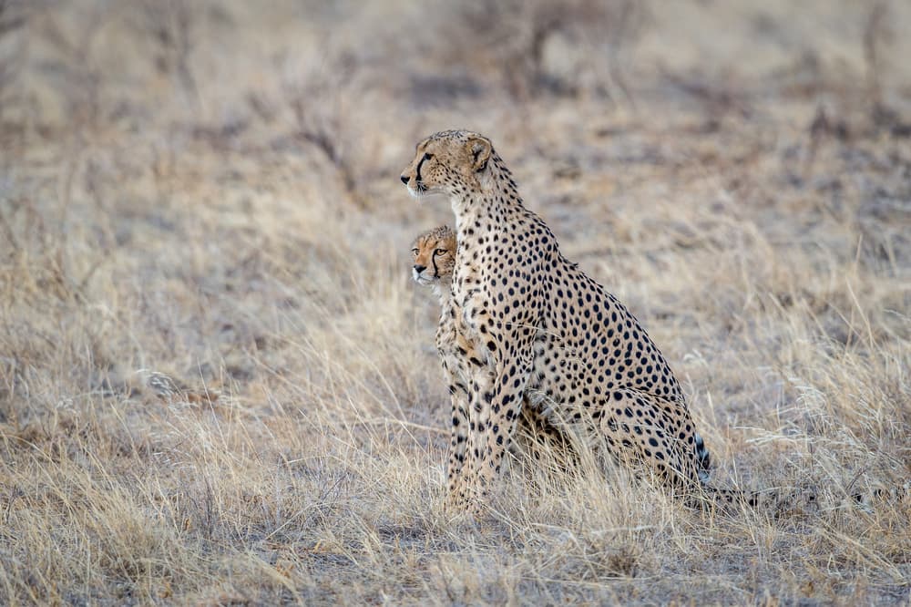 Mother Cheetah and Cub by Jeffrey C. Sink — canvas wall art