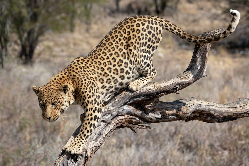 Leopard's Stealthy Descent by Walter Lackner — canvas wall art