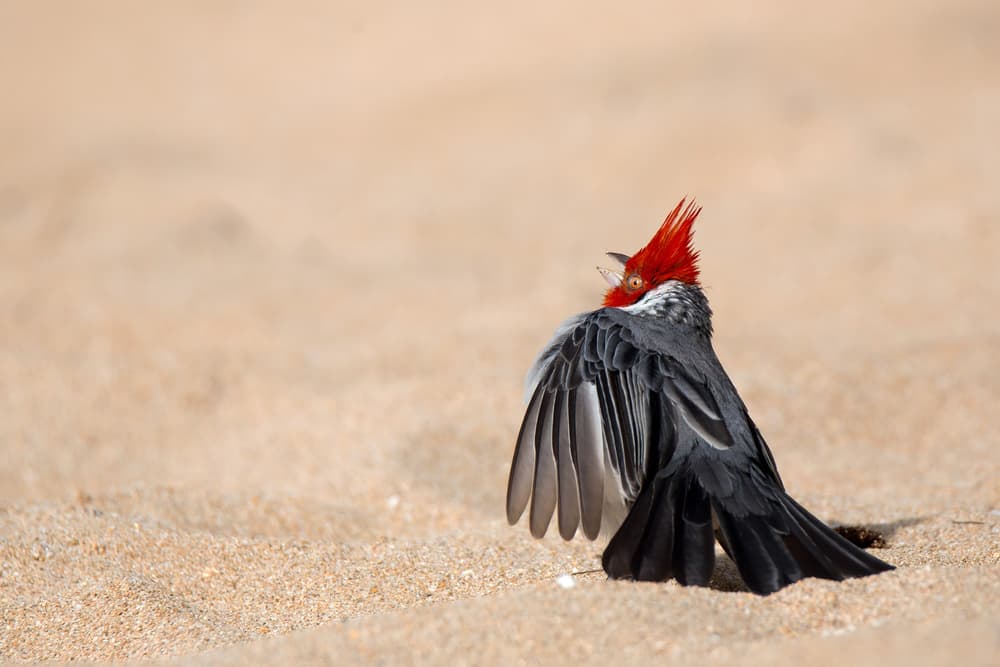 Red Crested Cardinal by Alessandro Catta — canvas wall art