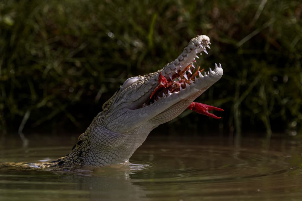Crocodile Eating Red Crayfish by Lisdiyanto Suhardjo — canvas wall art