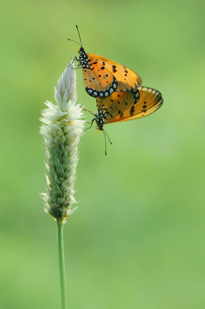 Paired Orange Butterflies by Edy Pamungkas — canvas wall art