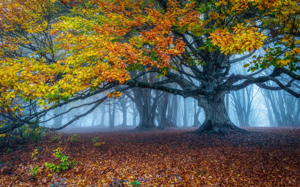 Misty Autumn Forest by Sergio Barboni — canvas wall art