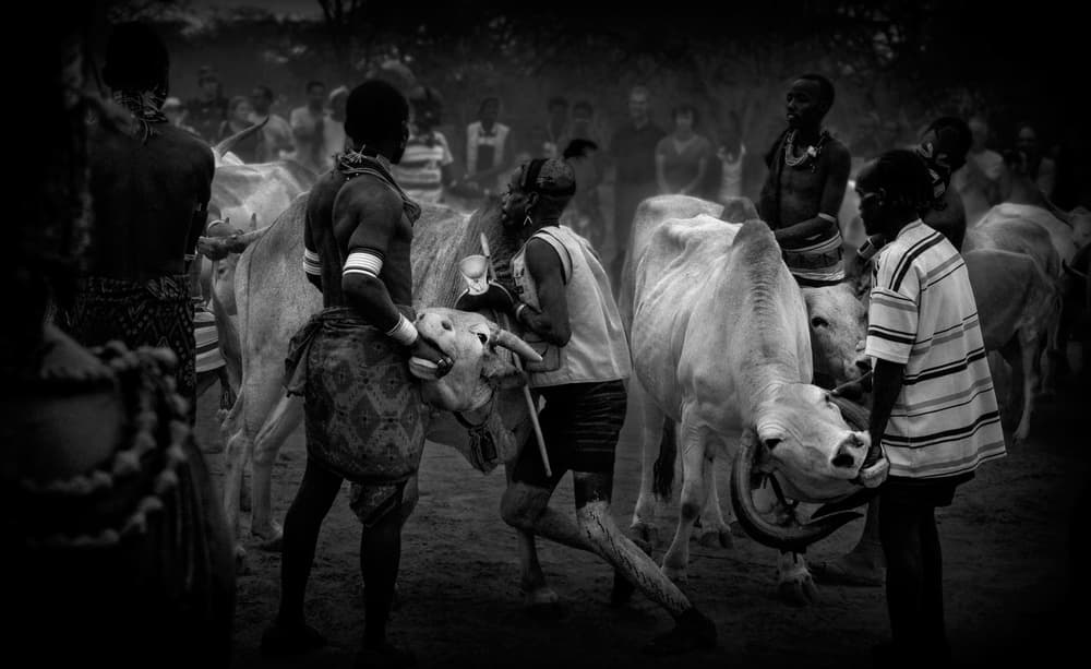 African Cattle Ceremony by Joxe Inazio Kuesta Garmendia — canvas wall art