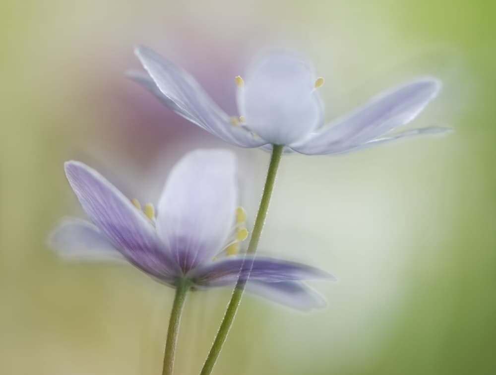 Dreamy Pastel Flowers by Heidi Westum — canvas wall art