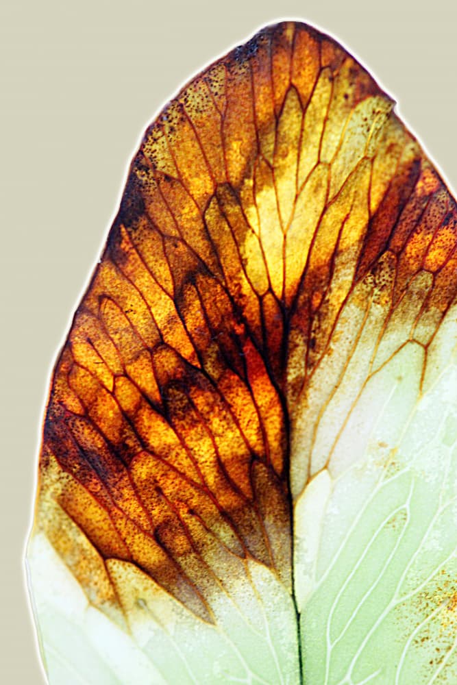 Delicate Leaf Transition by Saskia Mensink — canvas wall art