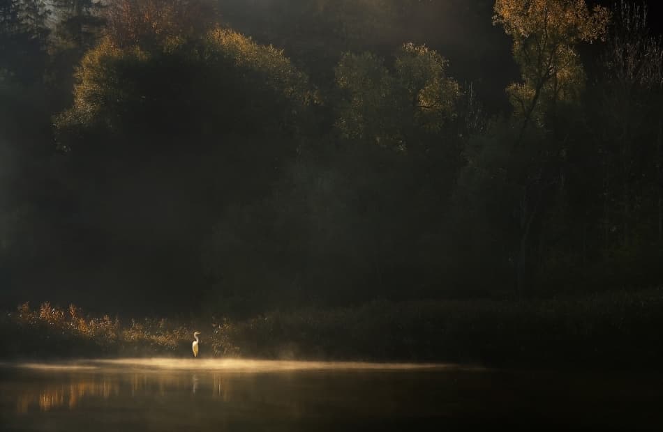 Golden Mist Egret by Norbert Maier — canvas wall art