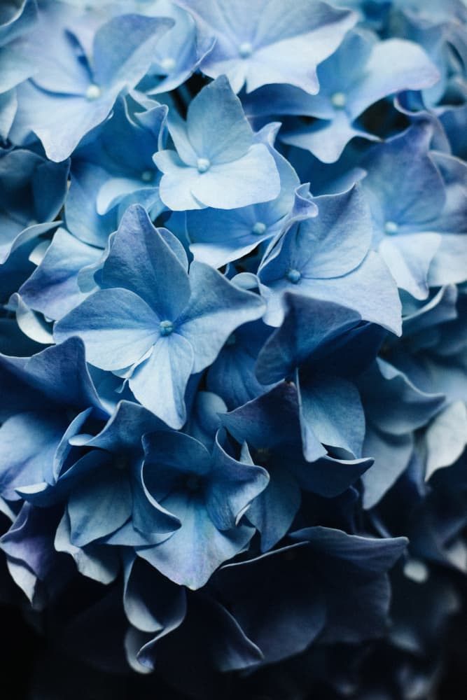 Pretty Sight Blue Hydrangea by uplusmestudio — canvas wall art